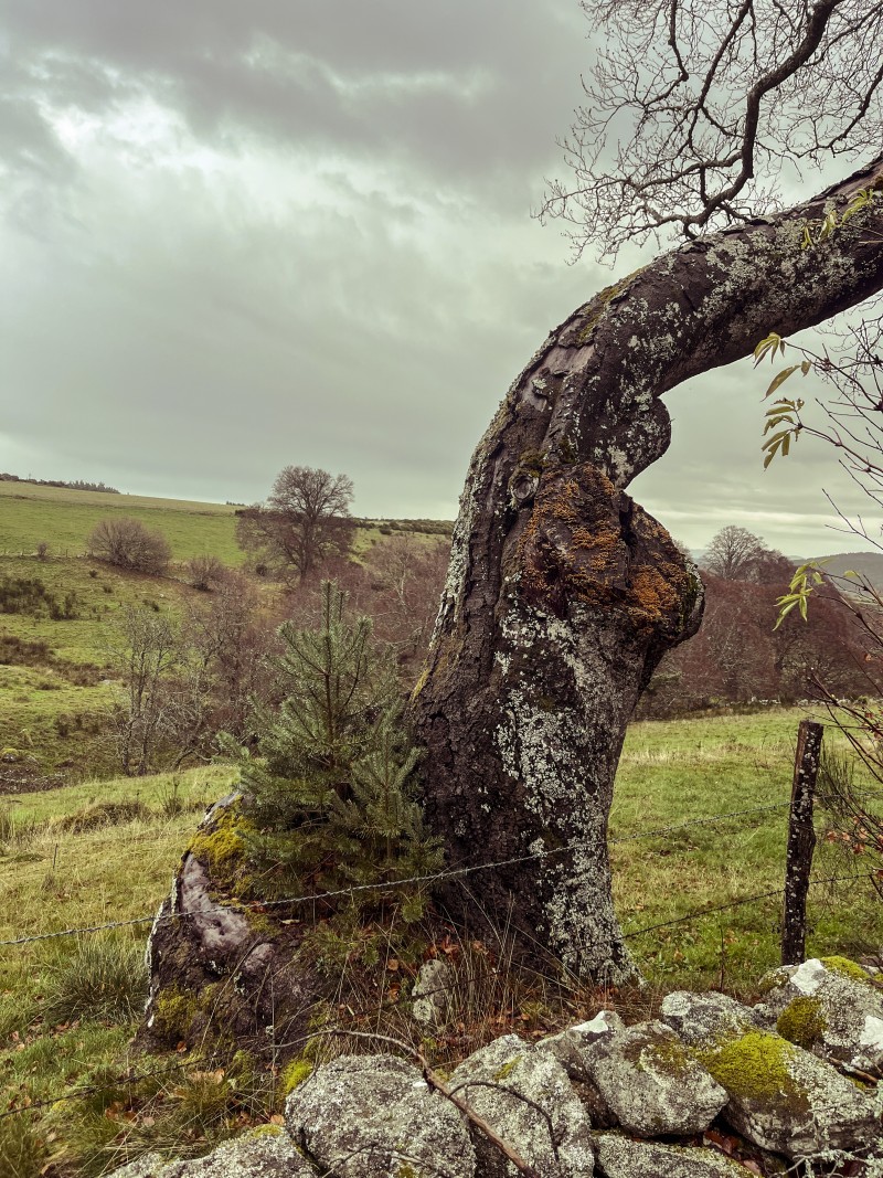 Cohabitation végétale